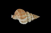 藏品(中華峨螺)的圖片